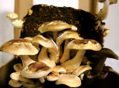 Growing shiitake mushrooms