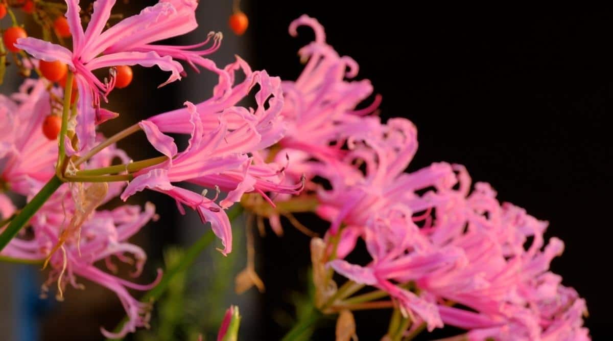 Guernsey Lily