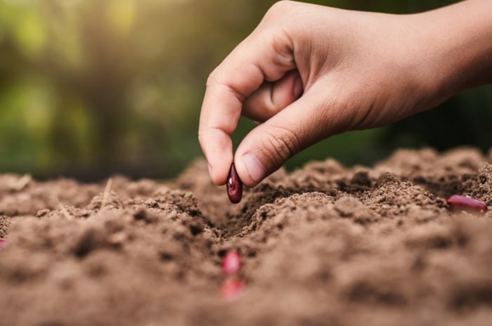 Close-up of a man's hand planting small, oval-shaped, purple-burgundy seeds in loose brown soil.