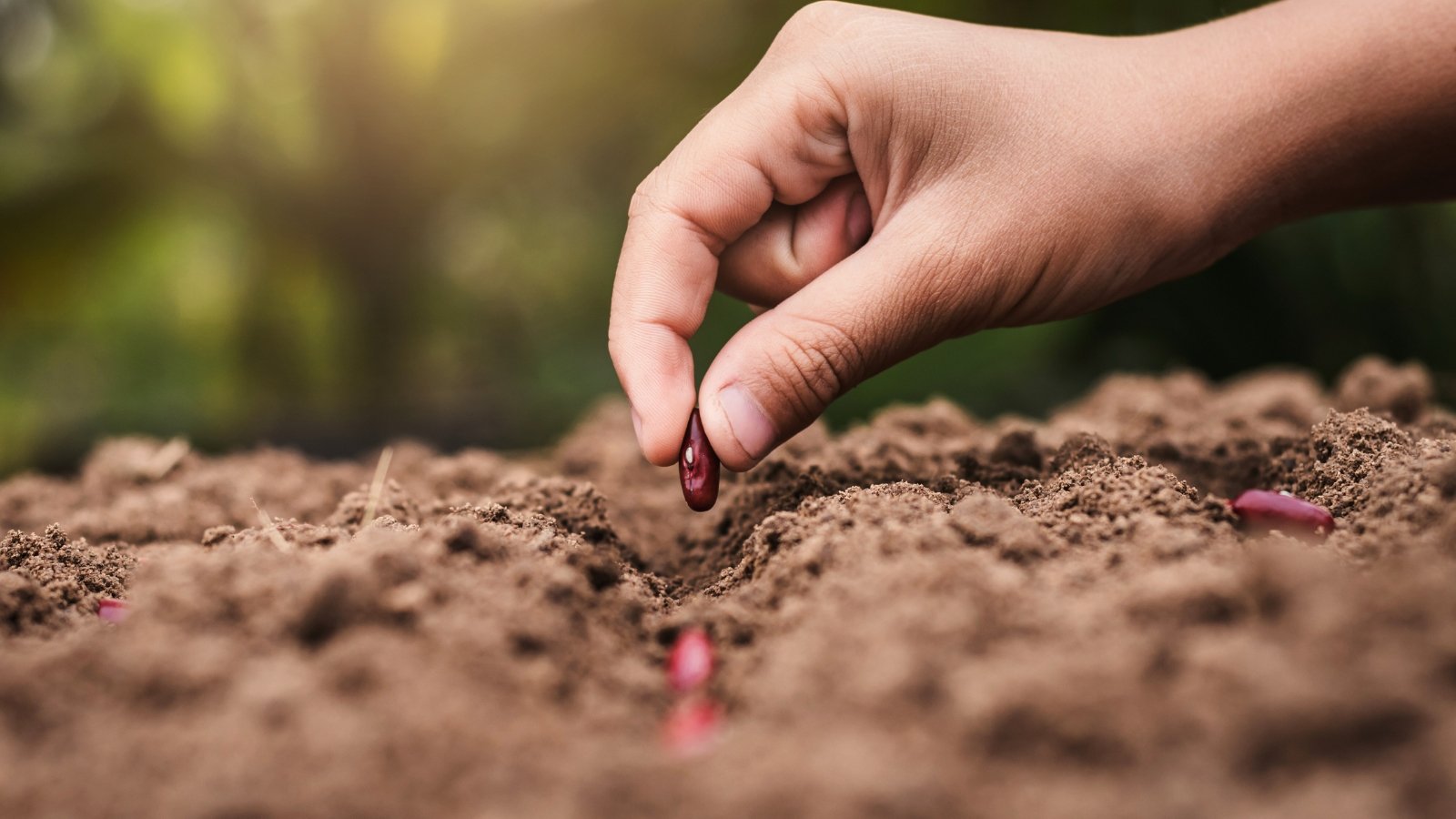 Close-up of a man's hand planting small, oval-shaped, purple-burgundy seeds in loose brown soil.