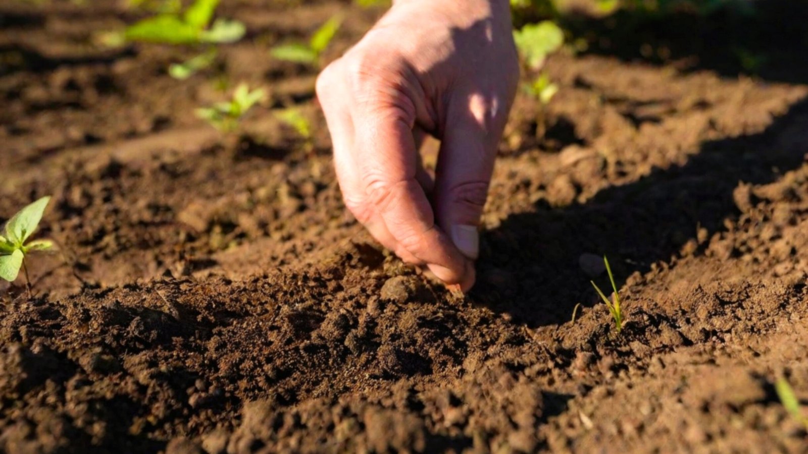 A man's hand checks the quality of loose, brown soil in a sunny garden.