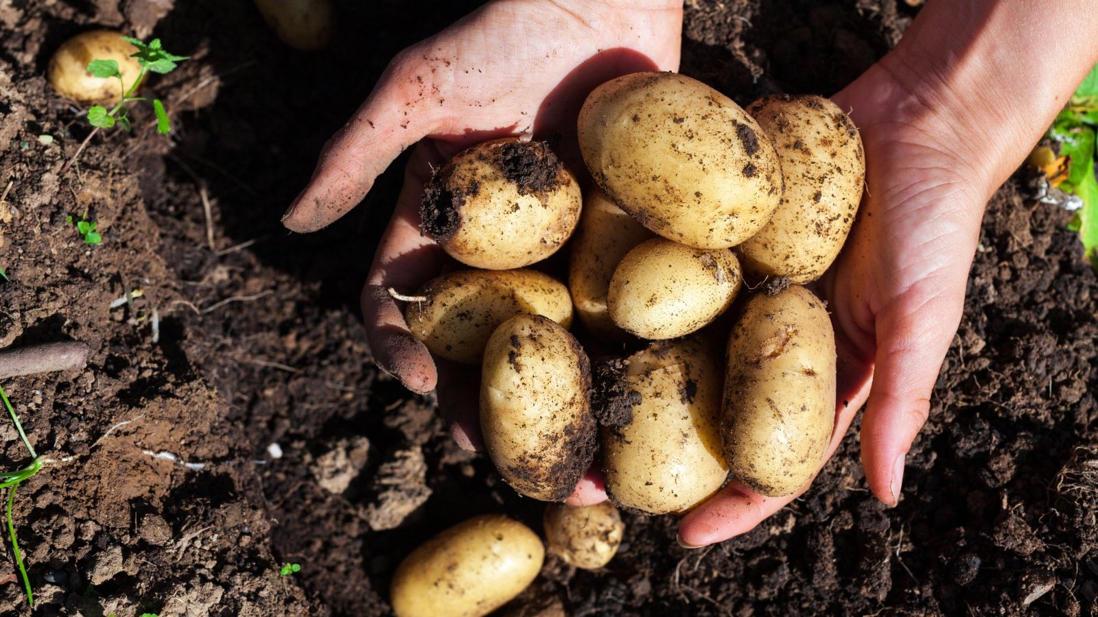 hands holding potatoes in soil