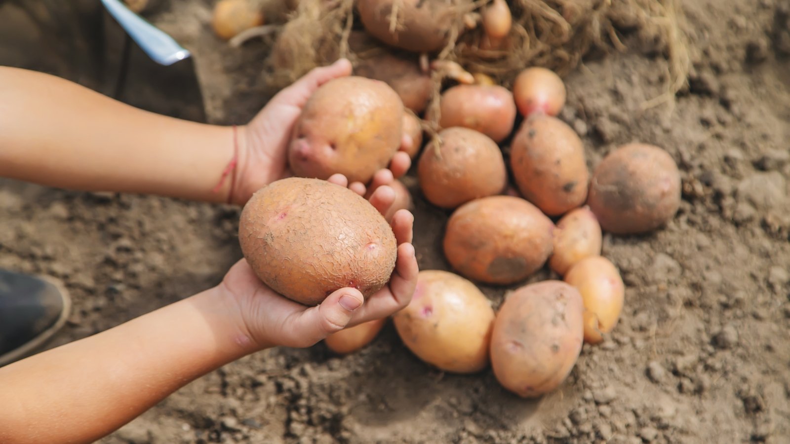 hands holding root crops above the ground.