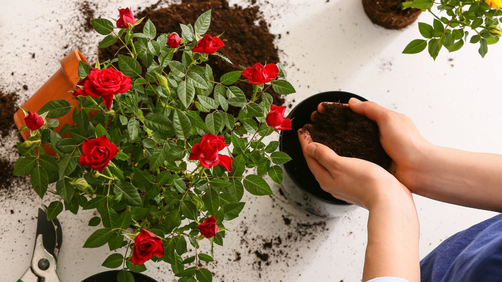 A person carefully transfers a blooming plant with small red flowers into a larger container, pressing down the soil.