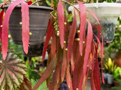 Cascading elongated leaves in rich shades of red, flowing down from a hanging pot, with soft green textures in the background.
