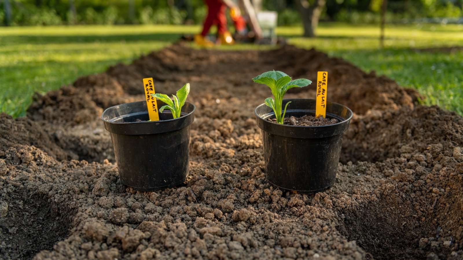 Two black plastic pots containing young seedlings with green jagged edges are being hardened off in a garden bed.