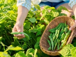 Close-up of a woman harvesting beans into a small wicker bowl in a sunny garden.