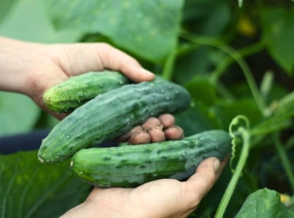 A gardener harvests elongated cucumbers with dark green, slightly bumpy skin, growing among large, lobed green leaves.