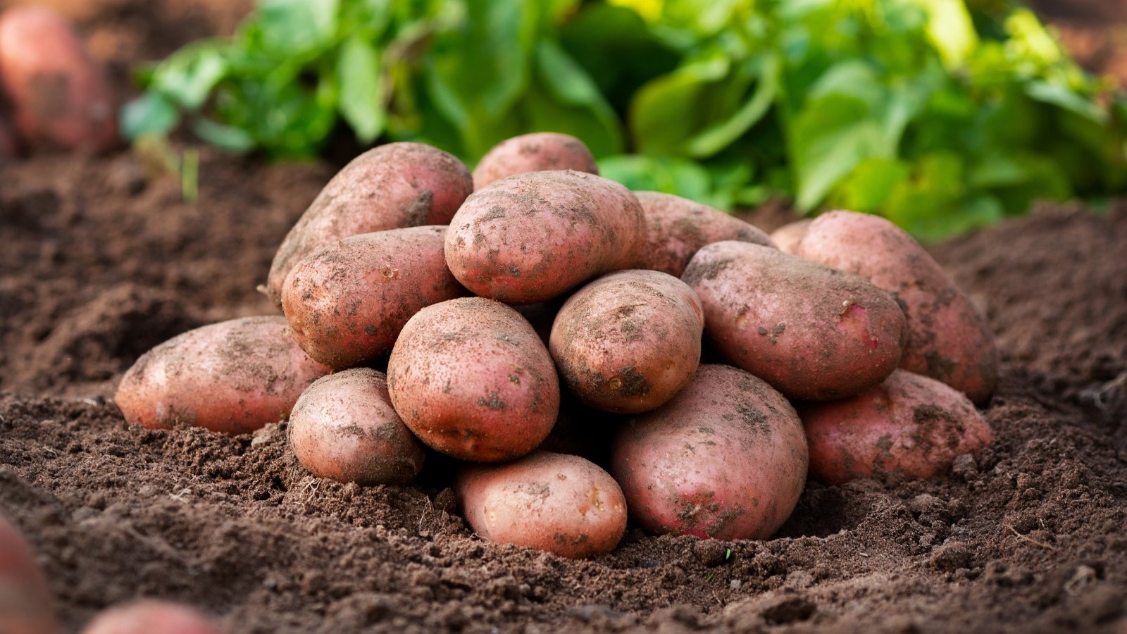 A cluster of vibrant red Désirée potatoes rests atop rich, dark soil, casting a striking contrast. In the backdrop, blurred foliage and additional potatoes hint at a bountiful harvest awaiting further exploration and discovery.