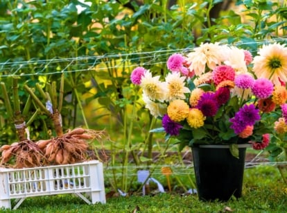 A black bucket filled with colorful flowers next to freshly dug-up root clusters with tangled stems.