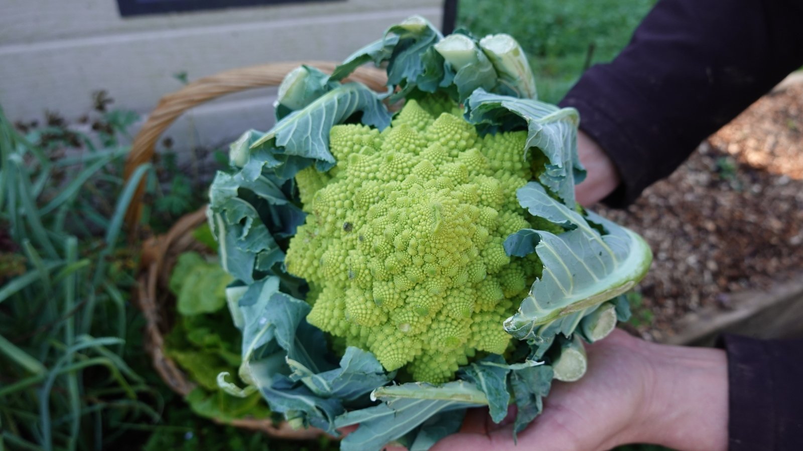 A person holding a large, freshly harvested green vegetable with tightly packed spirals and firm leaves.