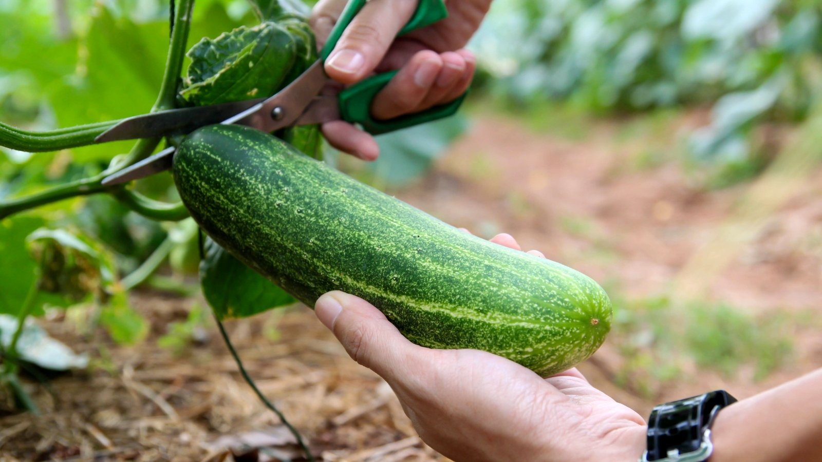A hand holding a plump, dark green Cucumis sativus fruit still attached to the vine among leafy foliage.