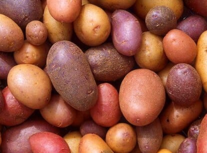 Harvesting Potatoes