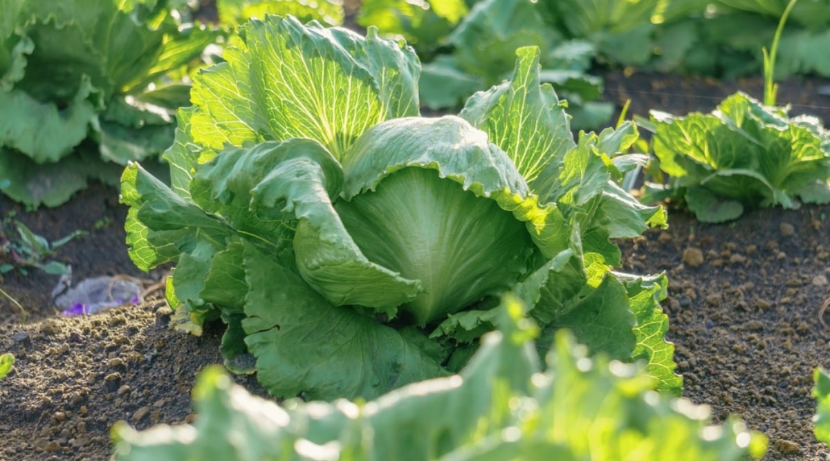 Close up of a head of iceberg lettuce growing in a garden in the light of the early morning. The bright green  lettuce leaves have frilly edges and open up on the exterior but form a ball or head in the middle.