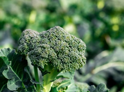 Tight green cluster of unopened flower buds forming a dense head atop thick pale green stems.