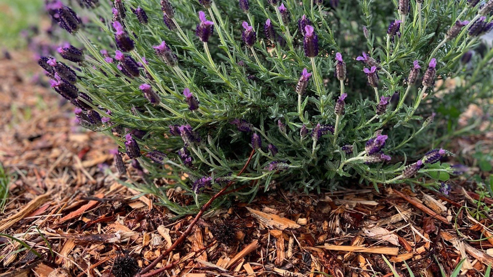 A vibrant Lavandula bush with lush green foliage and tall flower spikes covered in deep purple blossoms. The plant sits in fresh mulch.