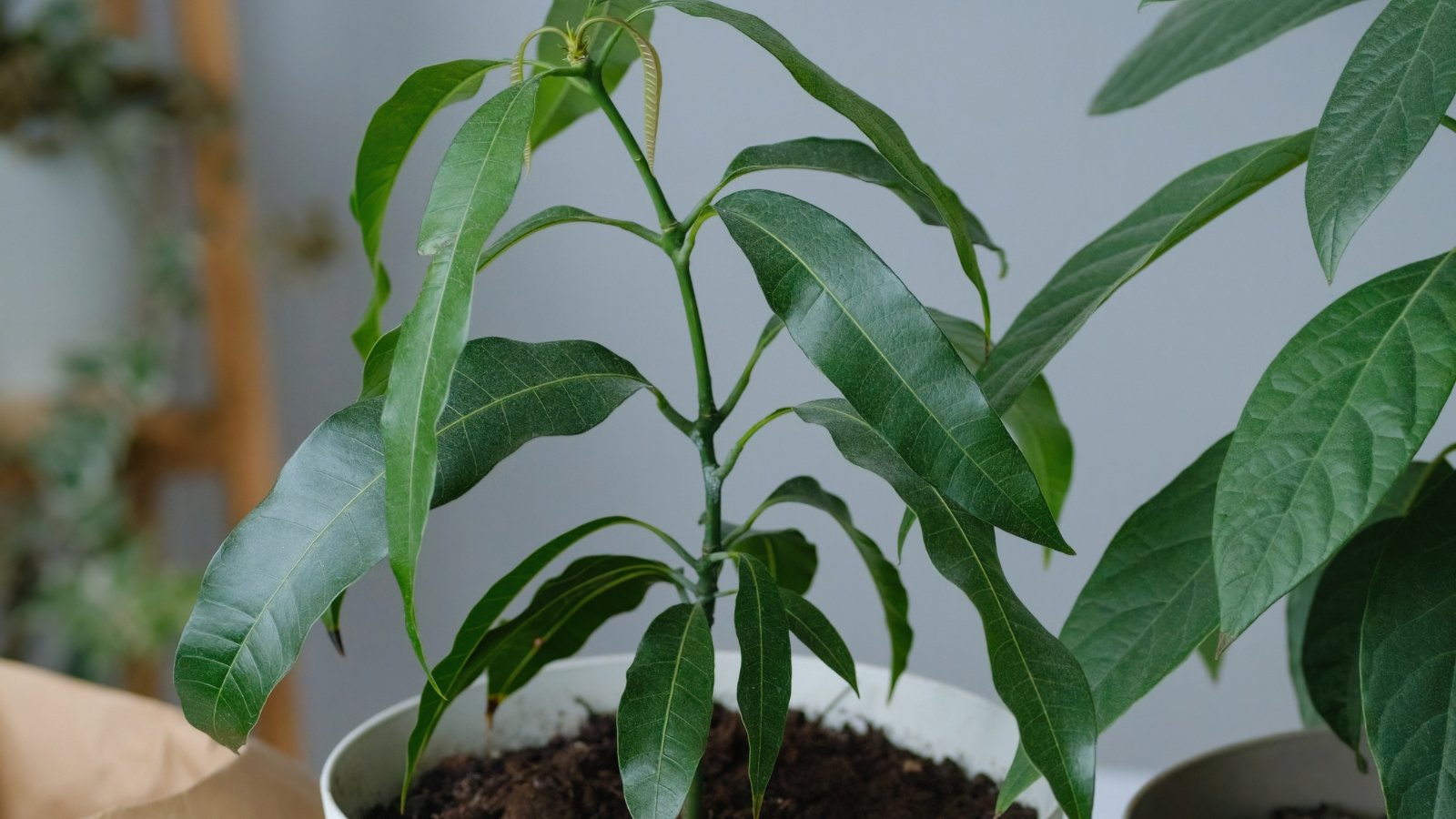 Young Mangifera indica plant with several elongated green leaves on central stem growing indoors in a pot.