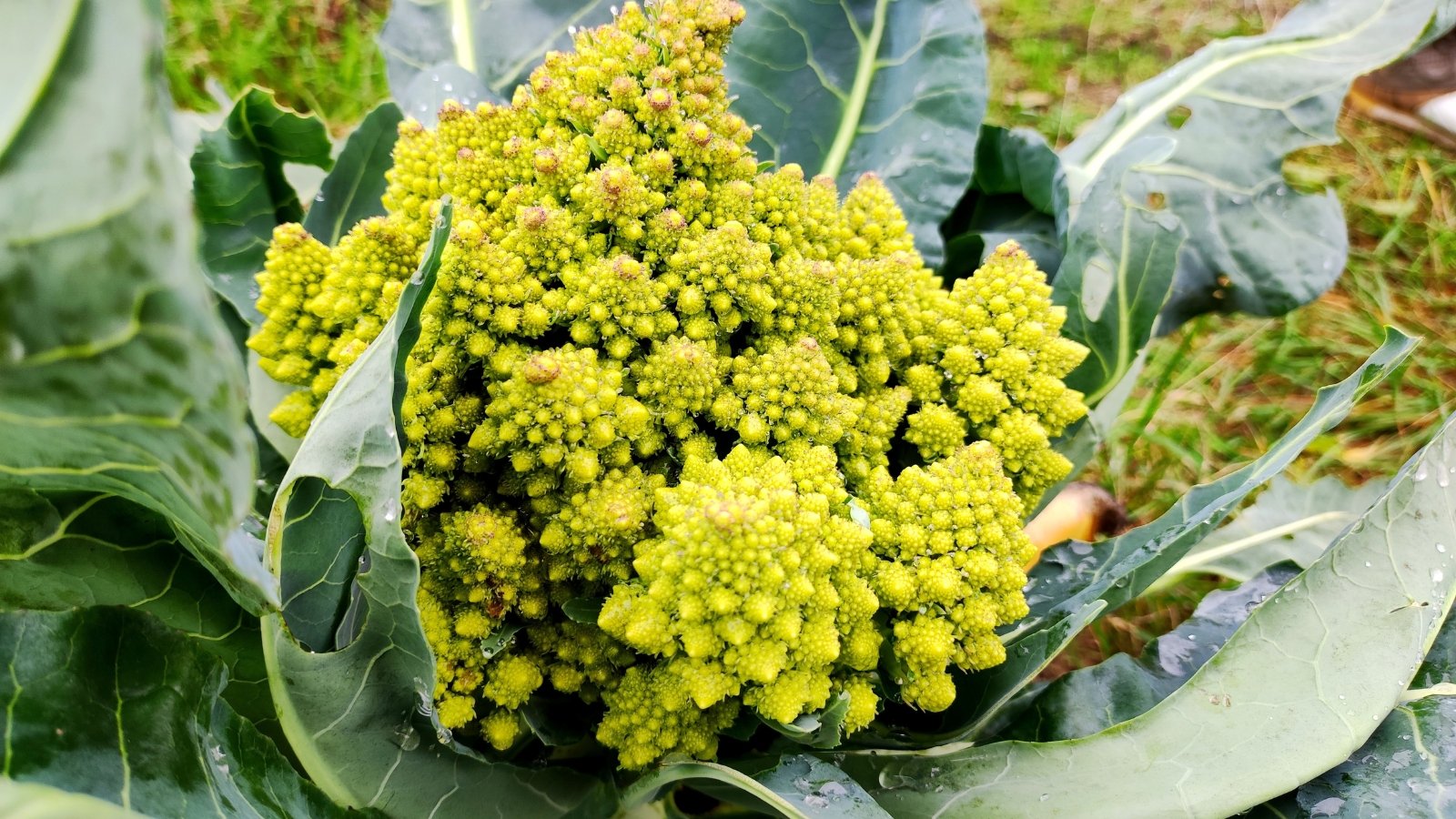 A mature green vegetable with intricate patterns, surrounded by large, veined green leaves in a garden.