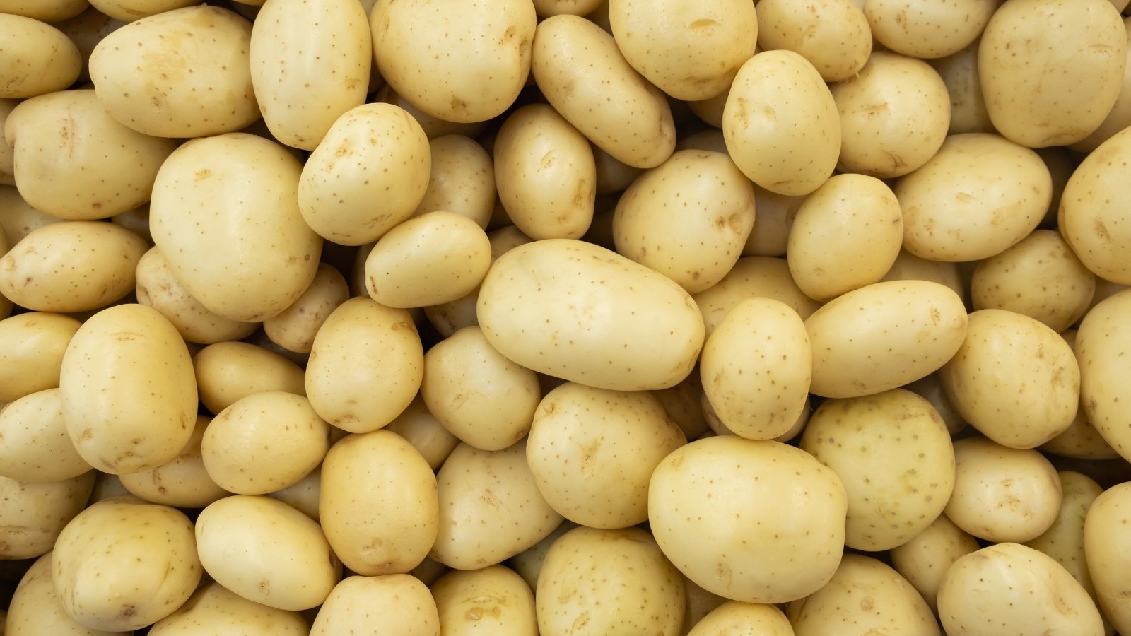 A mound of Ivory Crisp potatoes sits, their pale, creamy skins gleaming in the light. Each tuber boasts a smooth exterior, promising a delightful crunch and tender flesh within.