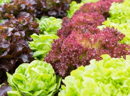 Various species of heat tolerant lettuce, with bright green, red and purple leaves with wrinkled and smooth textures, smooth and curly edges, grow in rows in a garden bed.