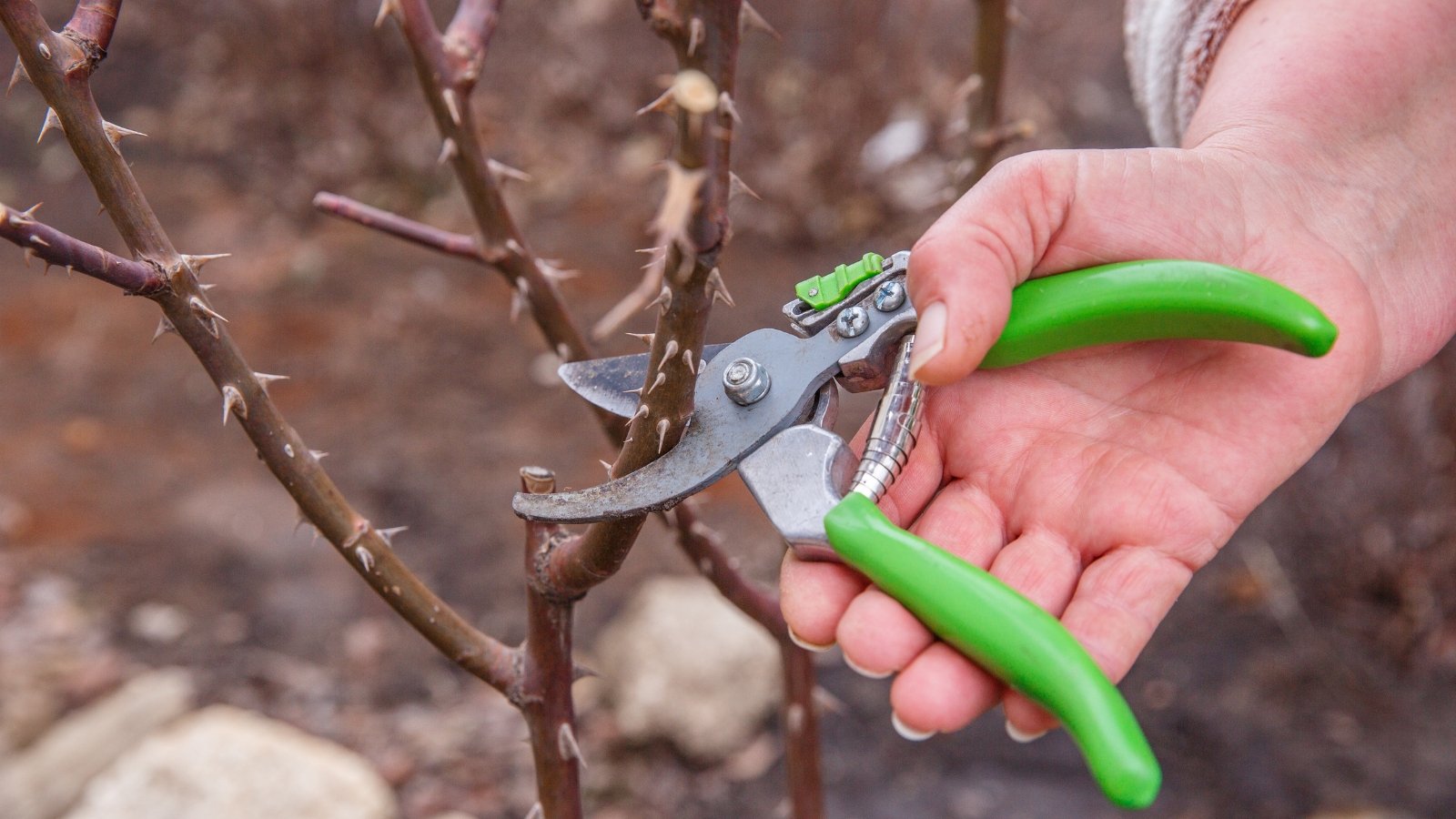 A hand holding a green pruner, doing some heavy trimming on a shrub.