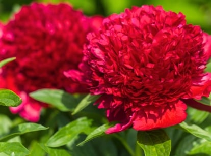 Close-up of a heirloom peony variety with large rounded blooms composed of deep crimson petals, on sturdy stems, surrounded by glossy green leaves with finely serrated edges.
