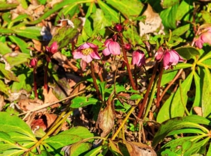 Upright stems hold medium, cup-shaped flowers with ruffled pink petals, surrounded by yellowing leaves showing brown spots and dry tips.