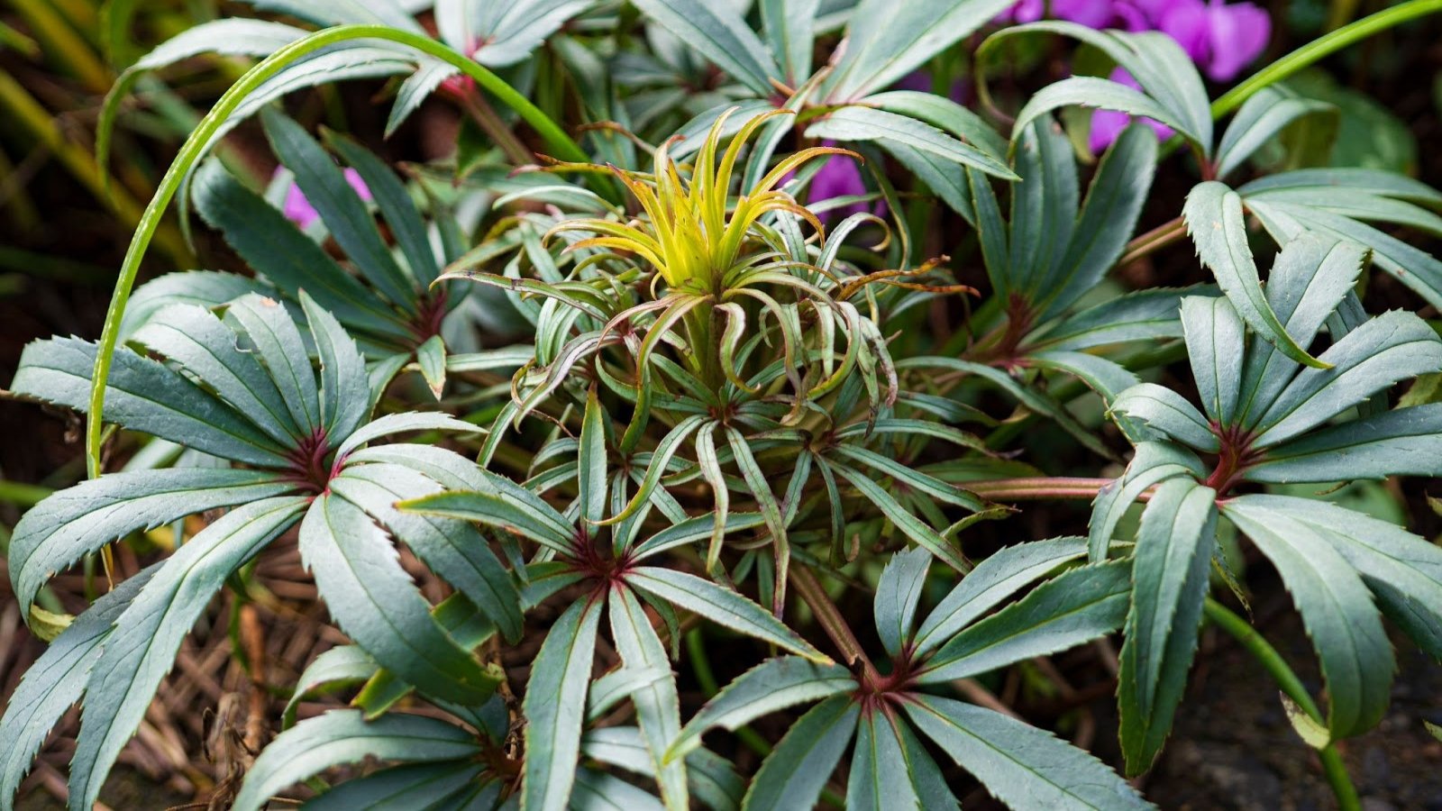 Dark green, finger-like leaves with narrow lobes rise from a central stalk.