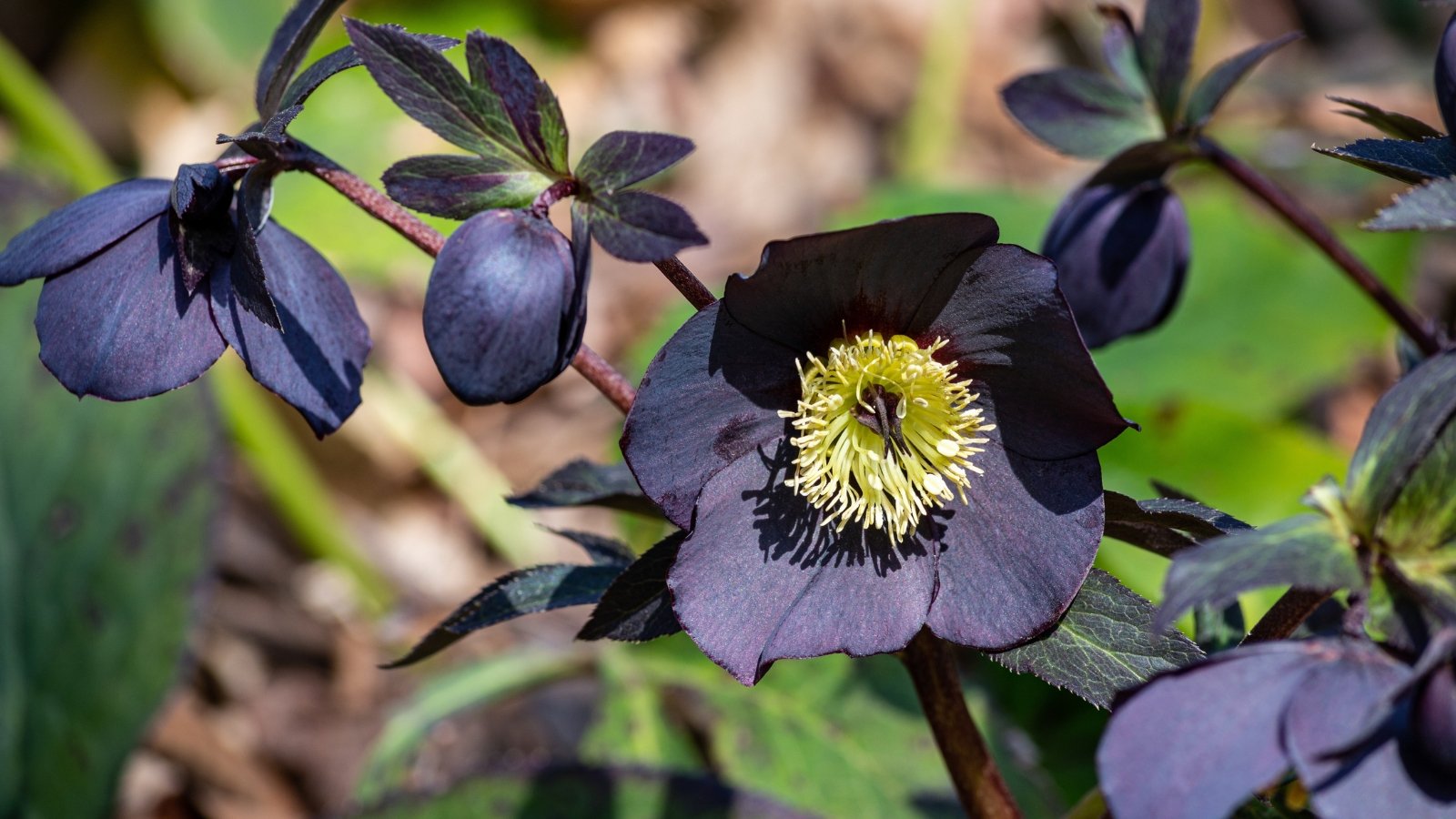 Dark purple, near-black petals form cup-like blooms against evergreen, leathery foliage.
