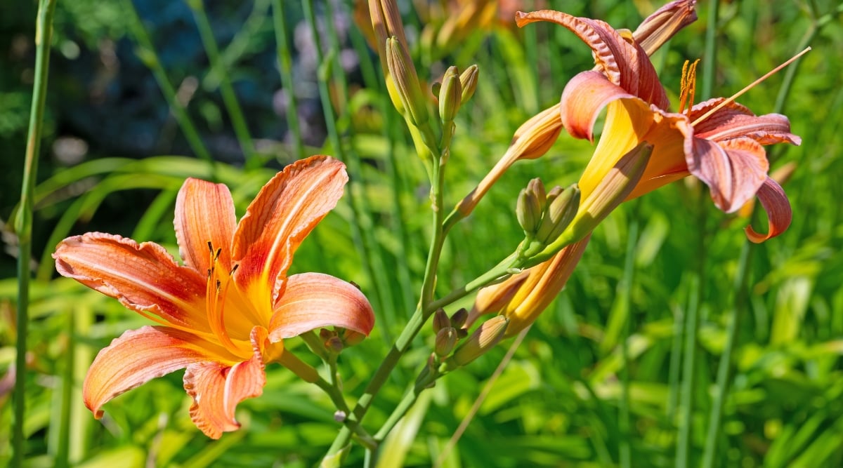Close-up of blooming Daylilies in a sunny garden. Daylilies are herbaceous perennials celebrated for their vibrant and trumpet-shaped flowers. These plants form clumps of arching, strap-like leaves that are grass-like in appearance. Daylilies produce large, funnel-shaped blooms in orange-yellow shades.