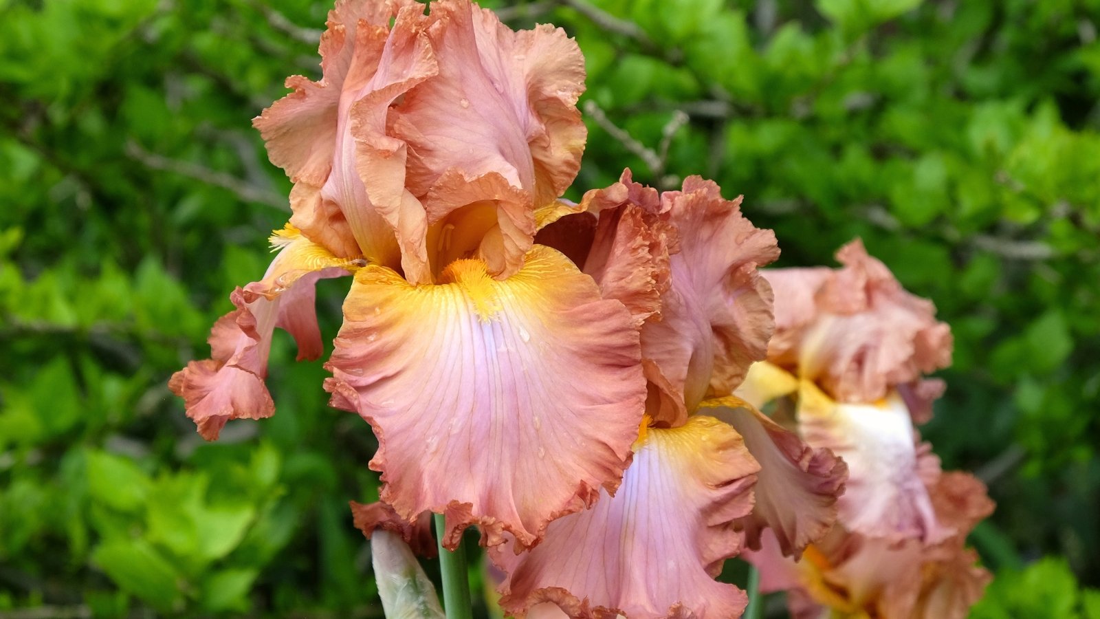 Soft, warm-toned petals in a blend of brown and pink form a wide, open bloom, accented by a golden yellow beard.
