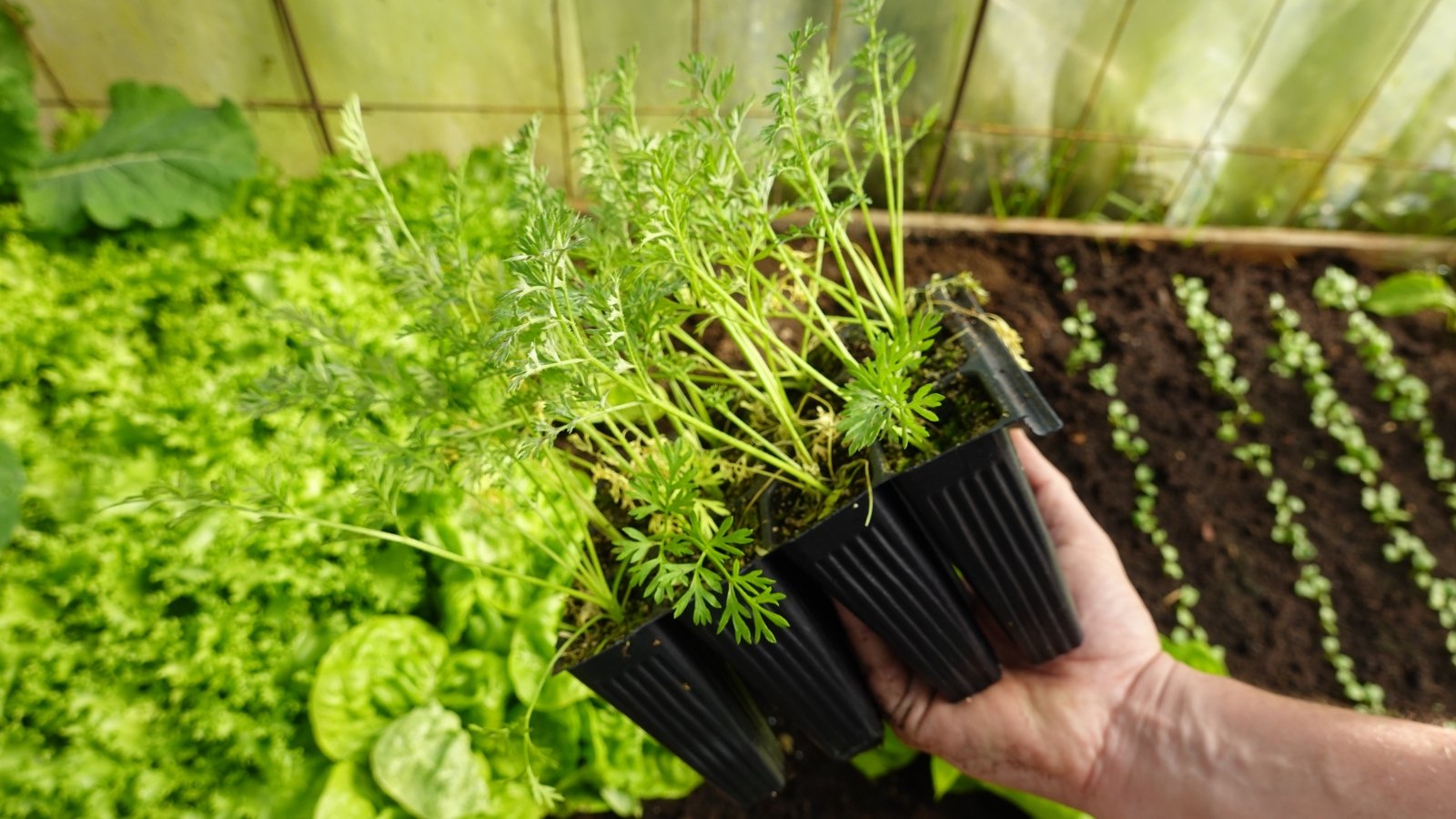 A hand holds a black tray filled with several small plants, their delicate green leaves and thin stems arranged in neat rows, while a lush bed of leafy green plants and moist material stretches in the background.