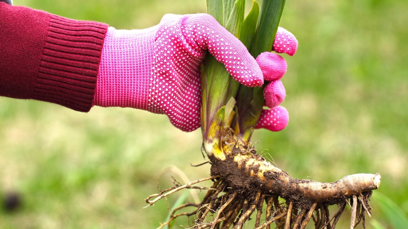 A gloved hand gripping a brown rhizome with fibrous roots and green shoots.