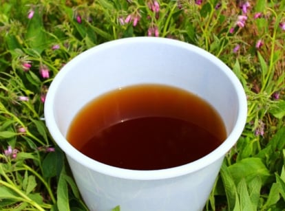 Homemade dark brown comfrey fertilizer in a white bucket, placed among blooming comfrey bushes with fuzzy green leaves featuring prominent veins, rising from thick, sturdy stems topped with clusters of delicate, bell-shaped purple flowers.