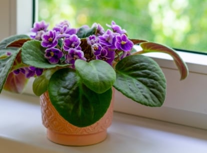 Potted African Violet houseplant with soft, velvety, dark green leaves and delicate violet flowers with ruffled edges growing from short, sturdy stems, which may cause allergies.