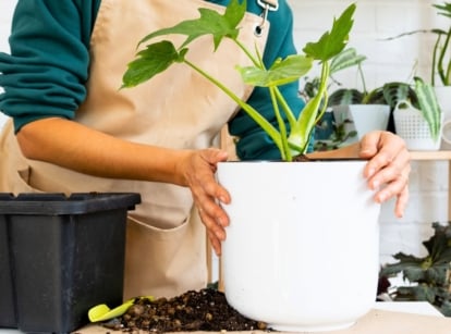 A woman in a beige apron shows how to repot a philodendron in a large white pot, on a table with a large bowl of soil and gardening tools.