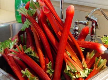 How to harvest rhubarb