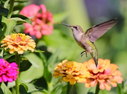 A hummingbird hovers among blooming its favorite zinnias grown from seeds.