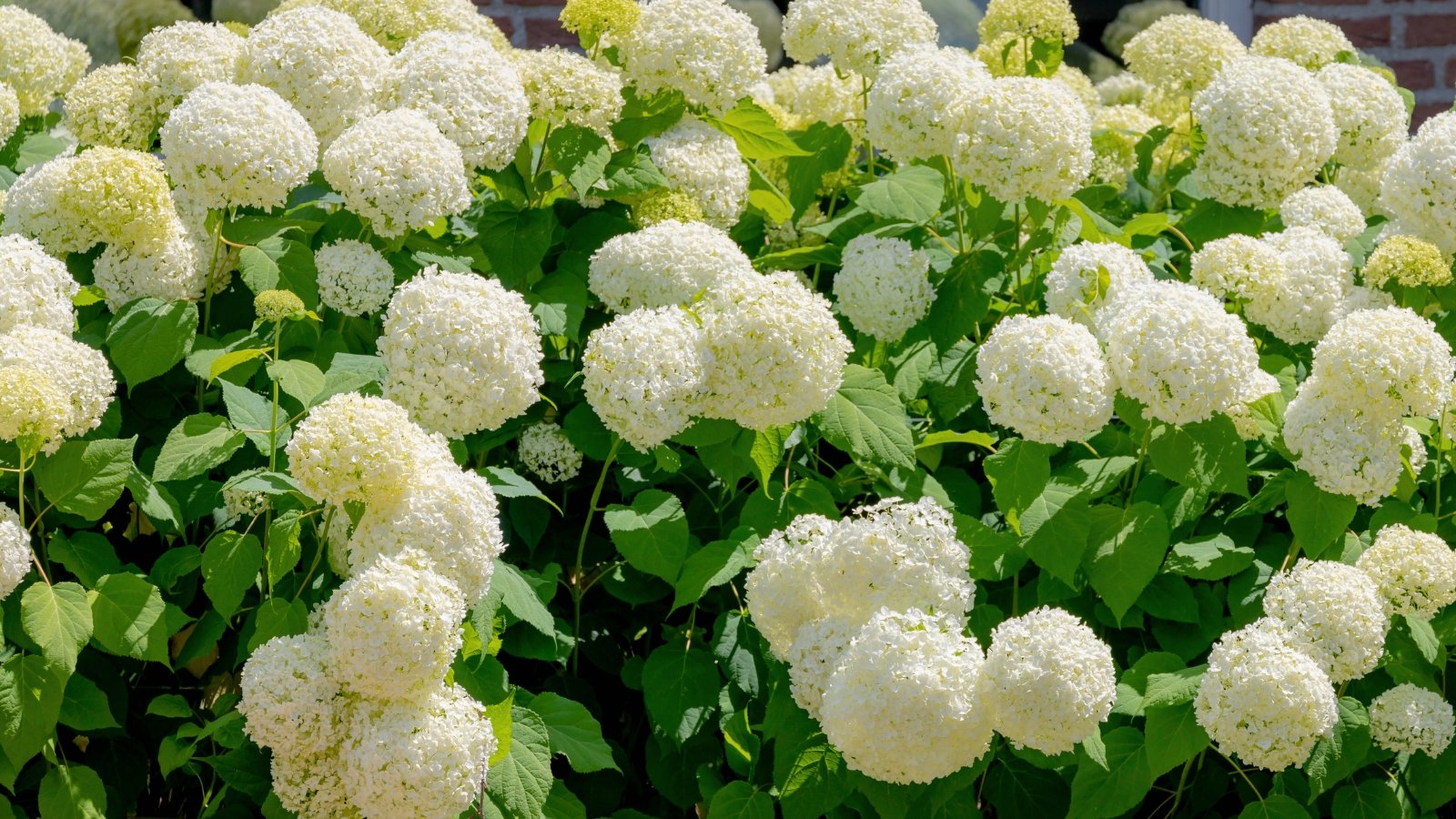 Large, rounded clusters of white flowers bloom atop thick, green foliage with broad, serrated leaves.
