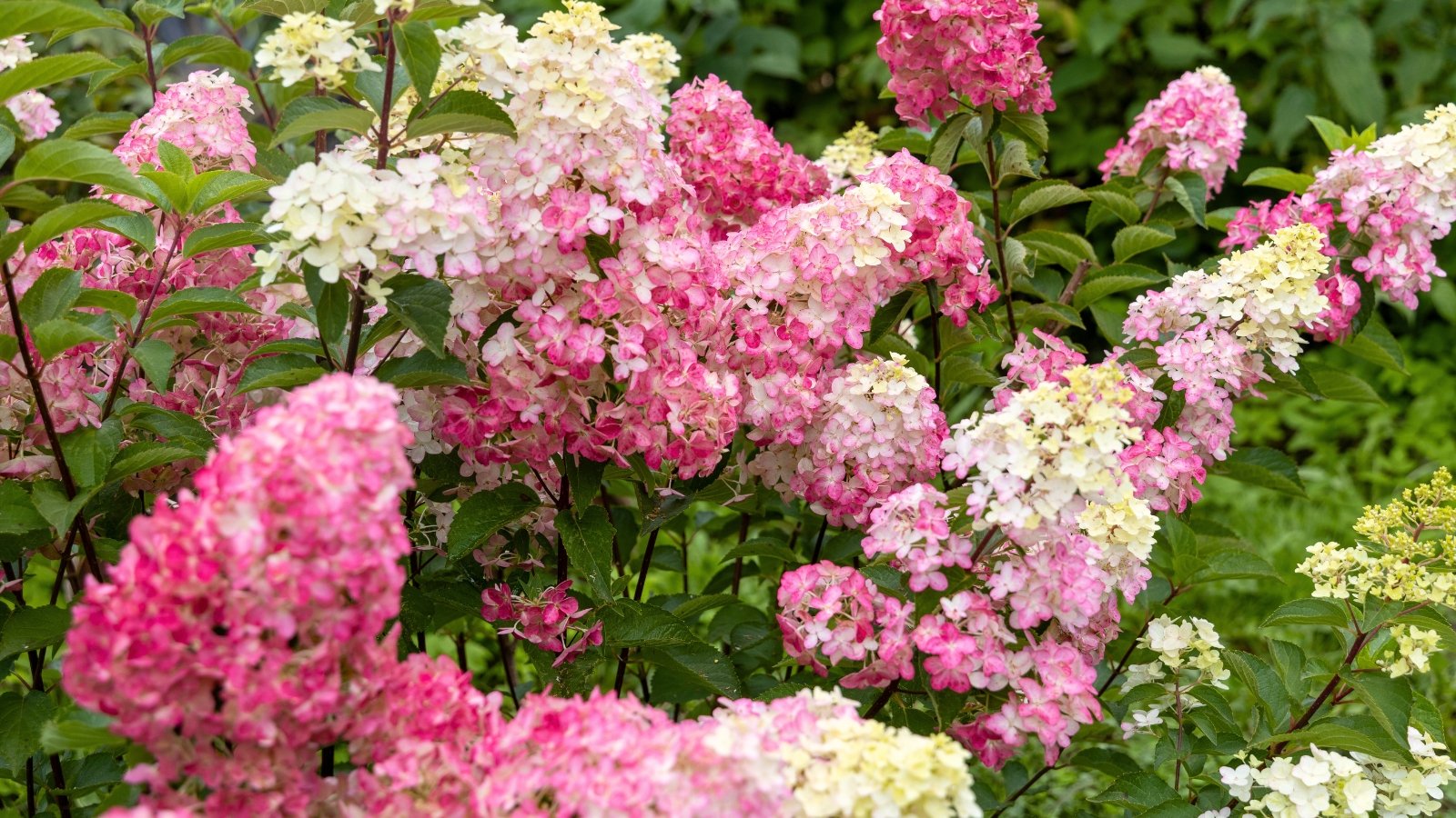 Cone-shaped clusters of white to pink flowers emerge above strong, pointed green leaves.
