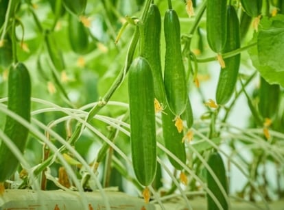 Long, green cucumber fruits grow upright on vines, with broad, textured leaves and a clean, soil-free environment in the hydroponic garden.