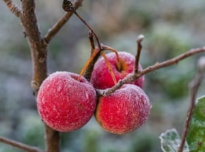 A Malus domestica branch with small red fruit covered in ice, with thin frozen twigs.
