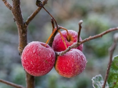 A Malus domestica branch with small red fruit covered in ice, with thin frozen twigs.