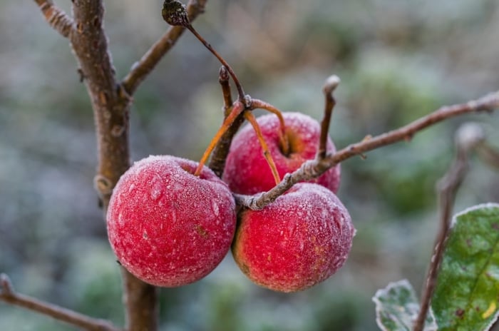 A Malus domestica branch with small red fruit covered in ice, with thin frozen twigs.