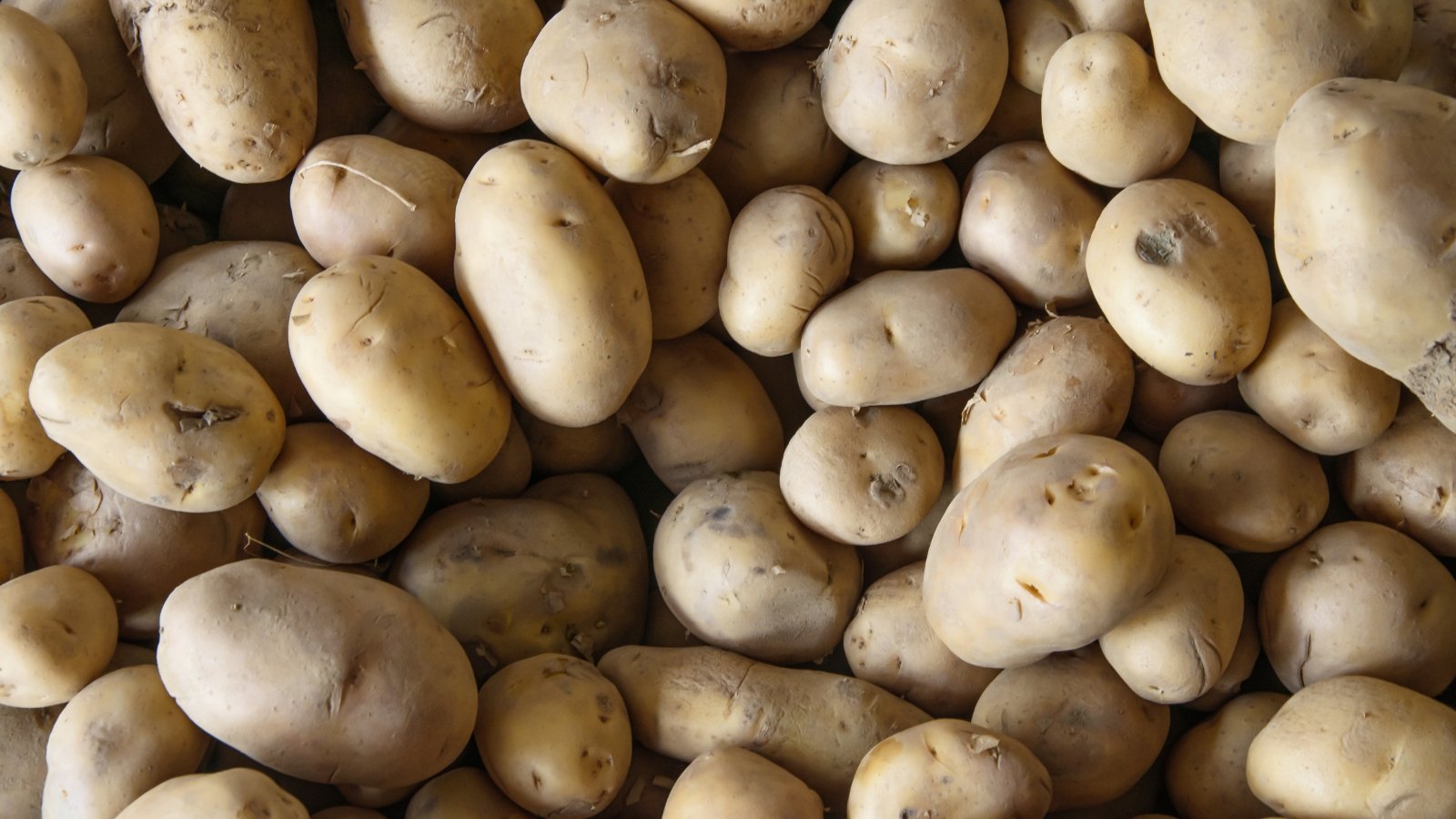 A gentle glow bathes the Kennebec potatoes, highlighting their earthy hues and inviting freshness. Each potato, with its unique imperfections, promises culinary adventures and hearty dishes waiting to be crafted from this bountiful harvest.