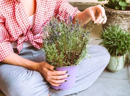 A woman in gray pants and a checkered red shirt holds a potted indoor dying lavender, with rotting brown stems and wilted leaves at the base.