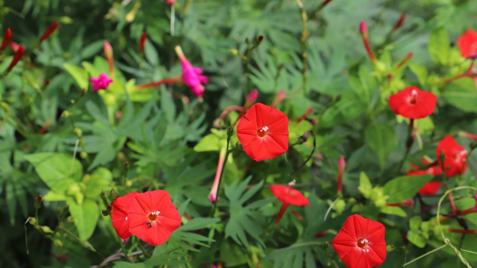 Bright red Cardinal Climber blooms on delicate, winding vines amidst a garden filled with lush, green leaves.