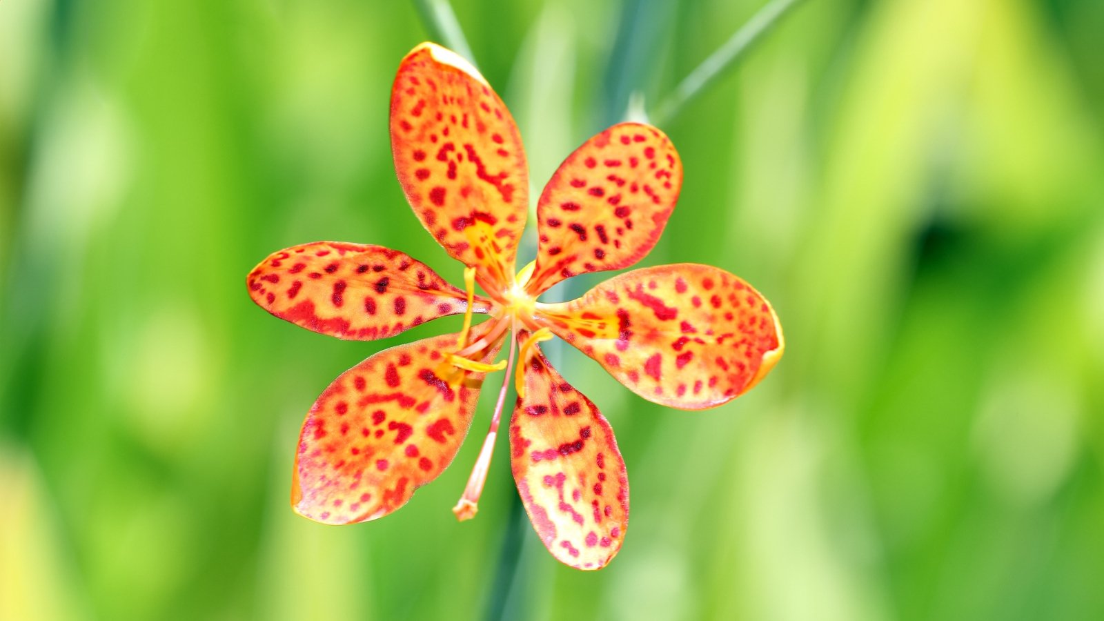 Orange Blackberry Lily blooms with distinctive freckled petals and slender green leaves in a garden setting.
