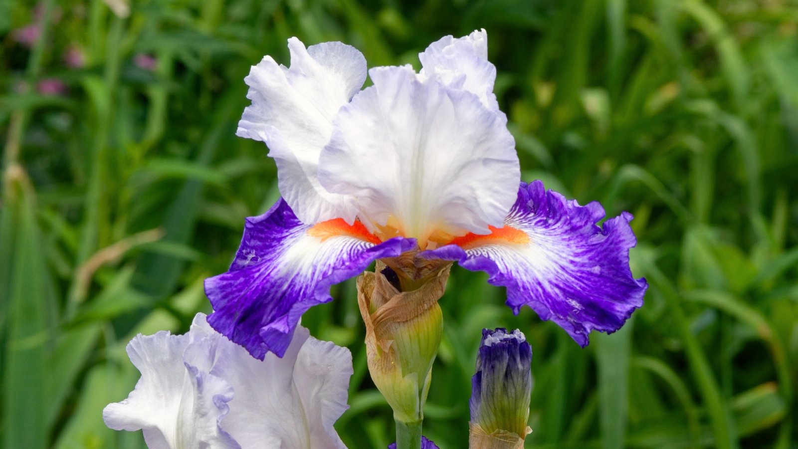A bold, deep purple and white flower with distinct veining, wide wavy falls with deep purple edges, and a golden yellow beard.