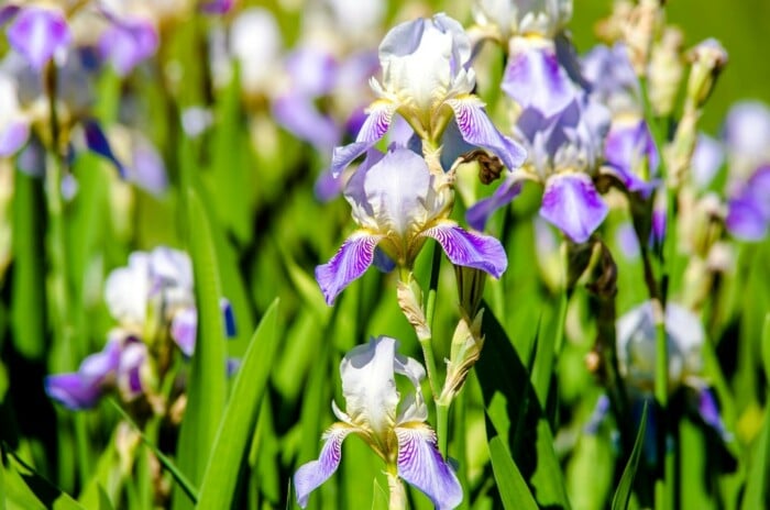 iris rebloom